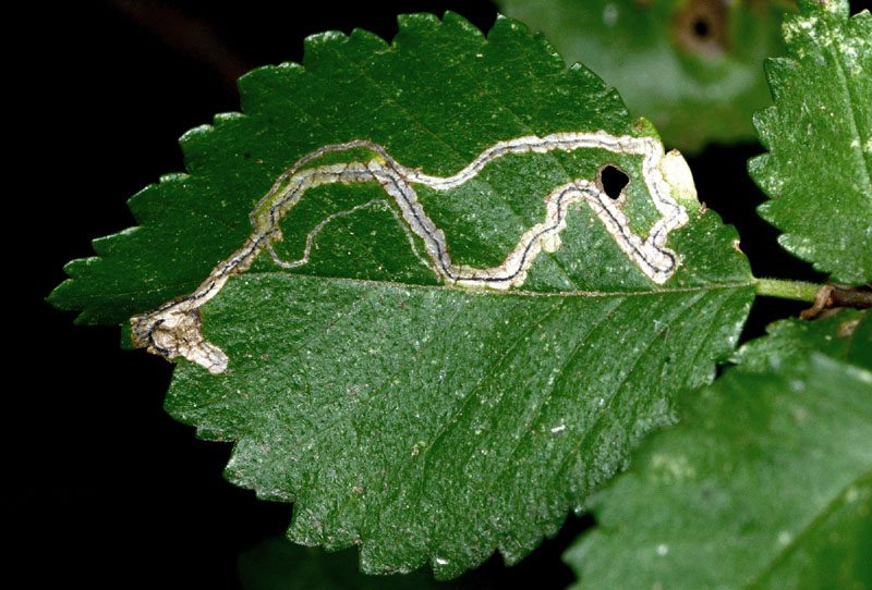 Bucculatrix albedinella - Bucculatricidae